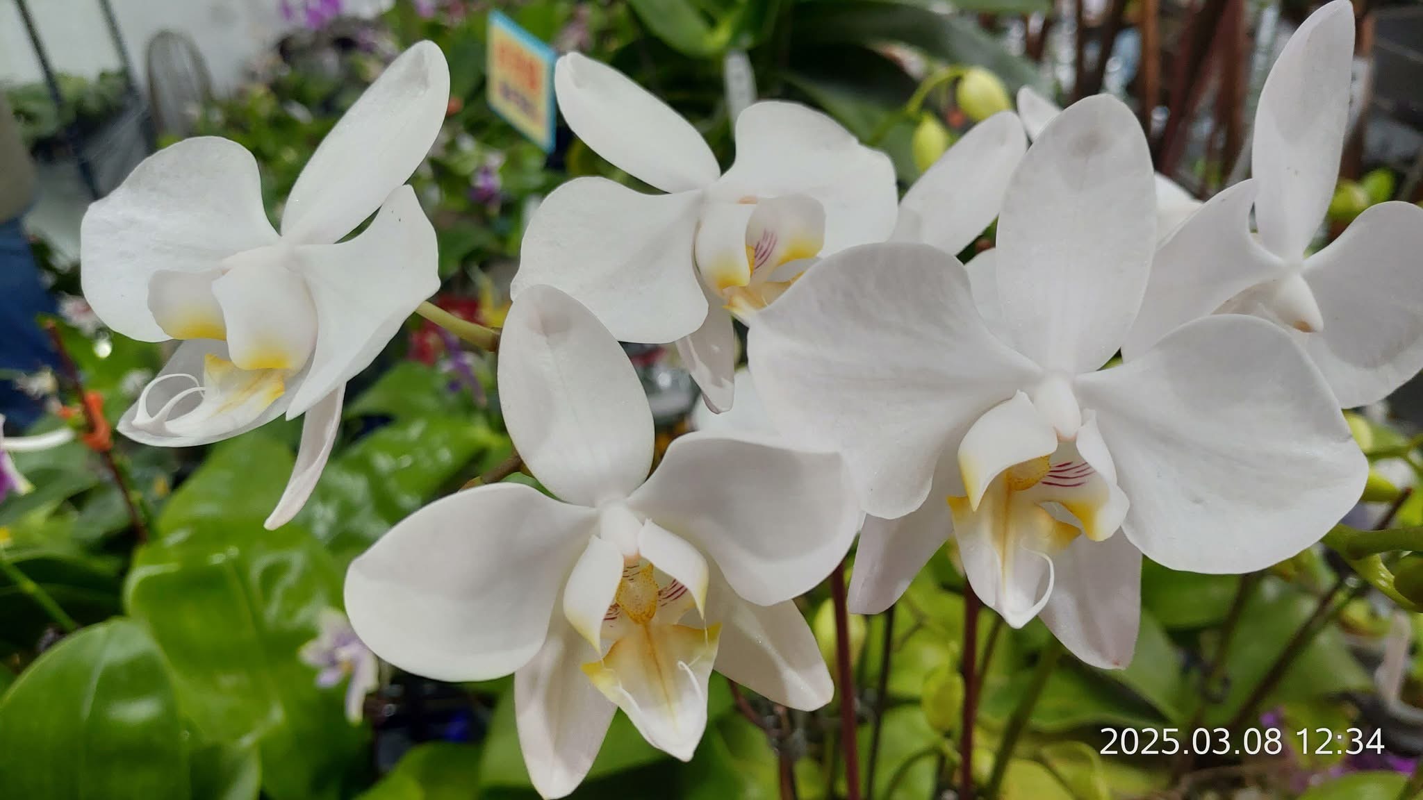 兰花人生从石斛兰到蝴蝶兰的花语诗篇| 台南| 后壁| 兰花展| 大纪元