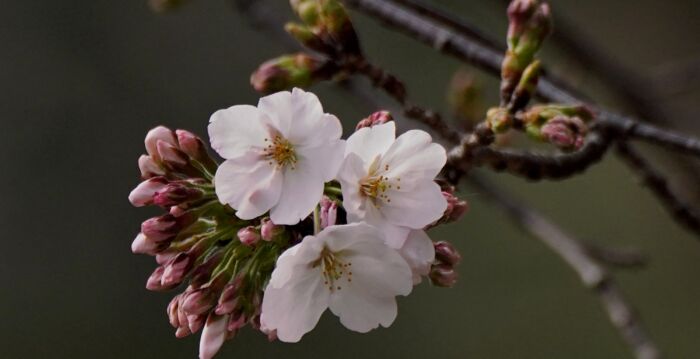 东京樱花开了 2025日本樱花季正式开跑