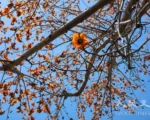 青松絮語：身邊的木棉花