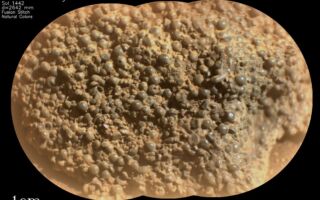 毅力號在火星發現布滿「蜘蛛卵」奇特岩石