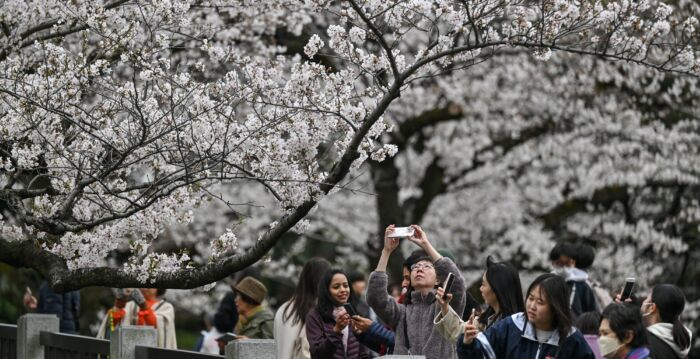 组图：东京樱花盛开 各赏樱胜地人潮如织