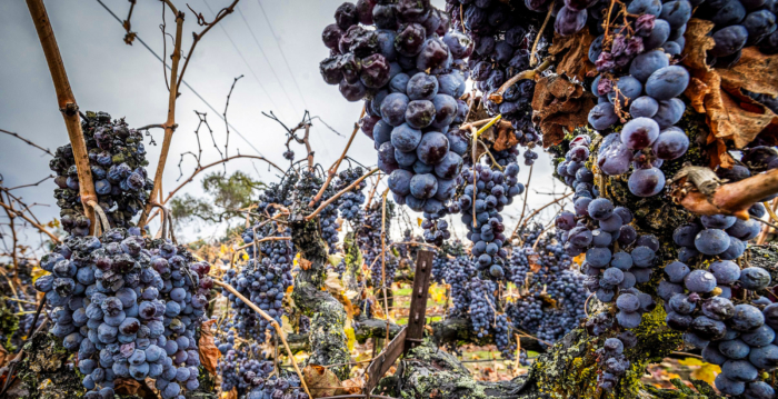 关税或为加州葡萄酒产业带来转机