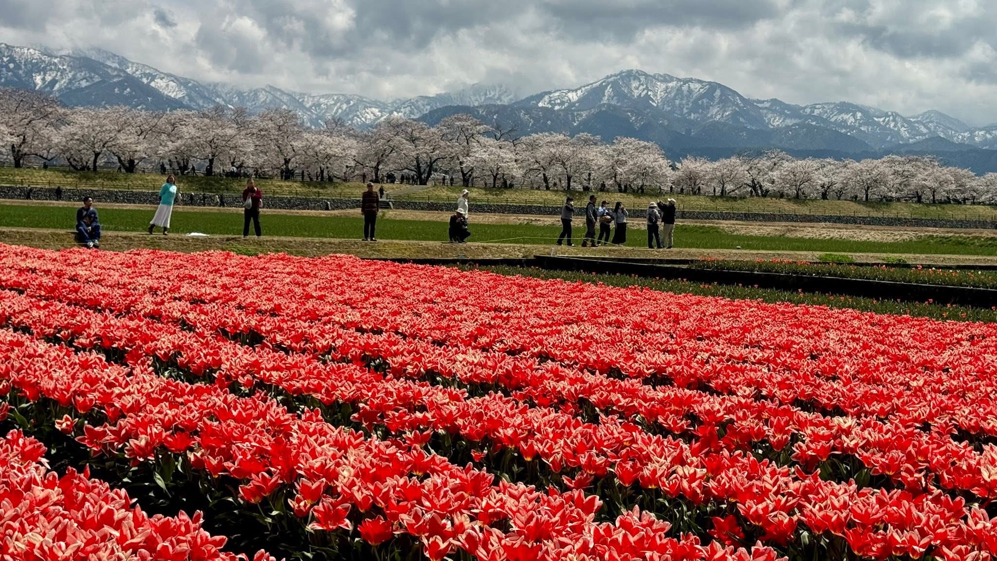 日野芳春　鎮宅守護四季花　掛軸　絹本 春之四重奏一場限定十天的夢| 日本| 富山| 櫻花| 大紀元
