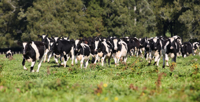 被暴风雨吓到 宾州25头牛撞坏围栏逃出农场