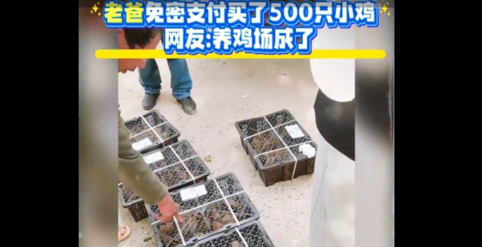 免密支付成陷阱 安徽老人误买550只鸡崽