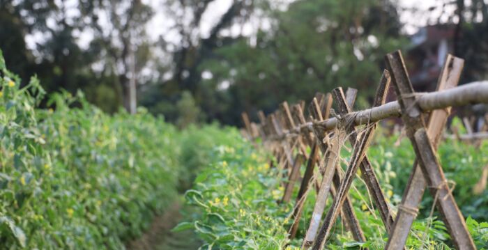 在春天做这件事 可以预防番茄感染枯萎病