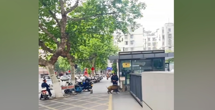野猪冲进江苏电视台 网友调侃:想当网红