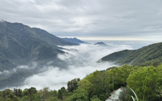 拙璞山茶 亲手为女儿酿的一杯茶