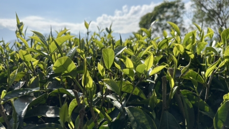 黃國瑄說:「既然家鄉有這麼好的山茶資源,為什麼不自己做茶給孩子喝呢?」