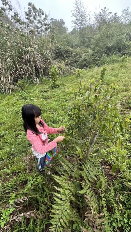 黃國瑄堅持自然農法,茶園不施化肥、不噴農藥、不破壞生態。