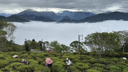 採茶的,是一群平均年齡70歲的阿公阿嬤。