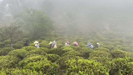 黃國瑄走訪頭剪山與寶山之間的山脊,尋找野放生長的原生山茶。