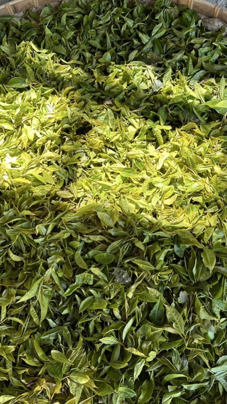 這些採下來的茶菁,在黃國瑄的手中,轉化為白茶、紅茶與青茶三種風味。