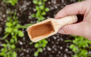 這種香料在花園超好用 可以保護植物和驅蟲