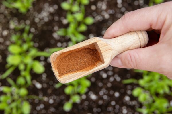 這種香料在花園超好用 可以保護植物和驅蟲