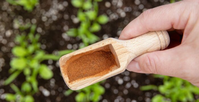 这种香料在花园超好用 可以保护植物和驱虫