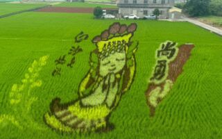 白沙屯媽祖遶境出發 苑裡彩繪稻田迎香火
