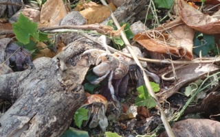 太平岛陆寄居蟹调查 九成背负天然海螺壳