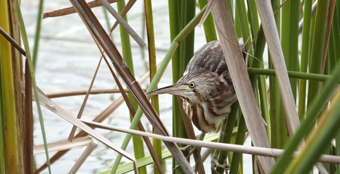 【摄影天地】黄苇鳽伸长脖子