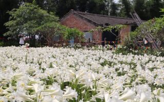 藏在红砖老屋的纯白秘境 四湖铁炮百合的初夏之梦