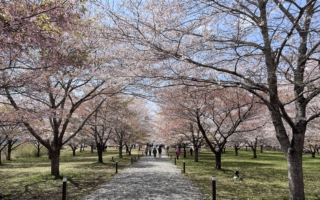 日本九州深度玩大分 私房景點一次看