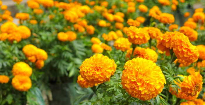 在你家种这种植物 恼人的蚊子跑光光