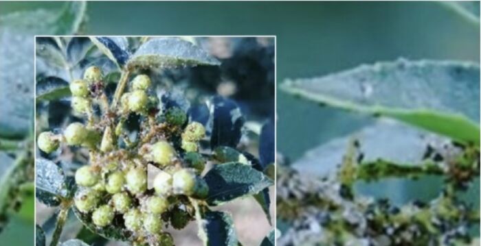 陕甘花椒重地干旱虫灾齐发 产量堪忧