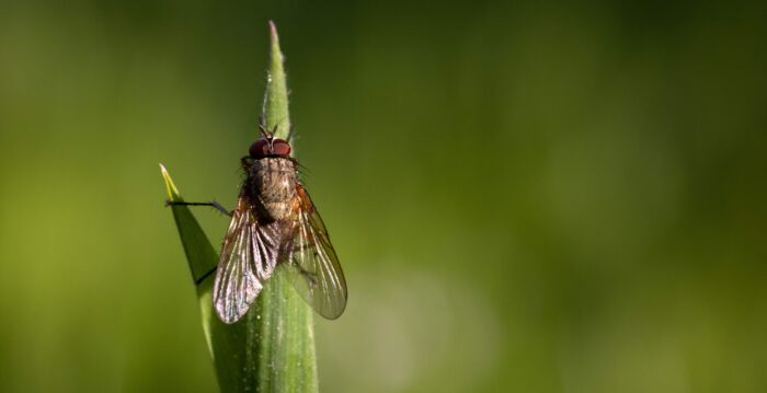 在家里摆上这一物 可以赶走烦人的苍蝇