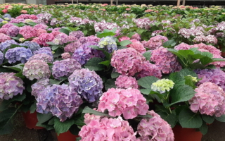 桃园复兴区春夏农游盛宴登场 水蜜桃甘糀新品上市