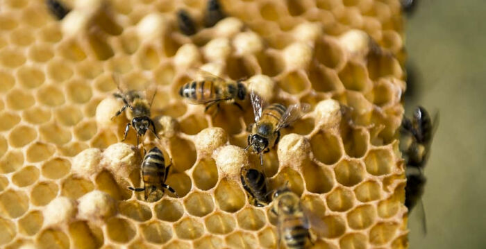 熊闯入蜂房吃掉一个蜂巢 养蜂新手向当局求助