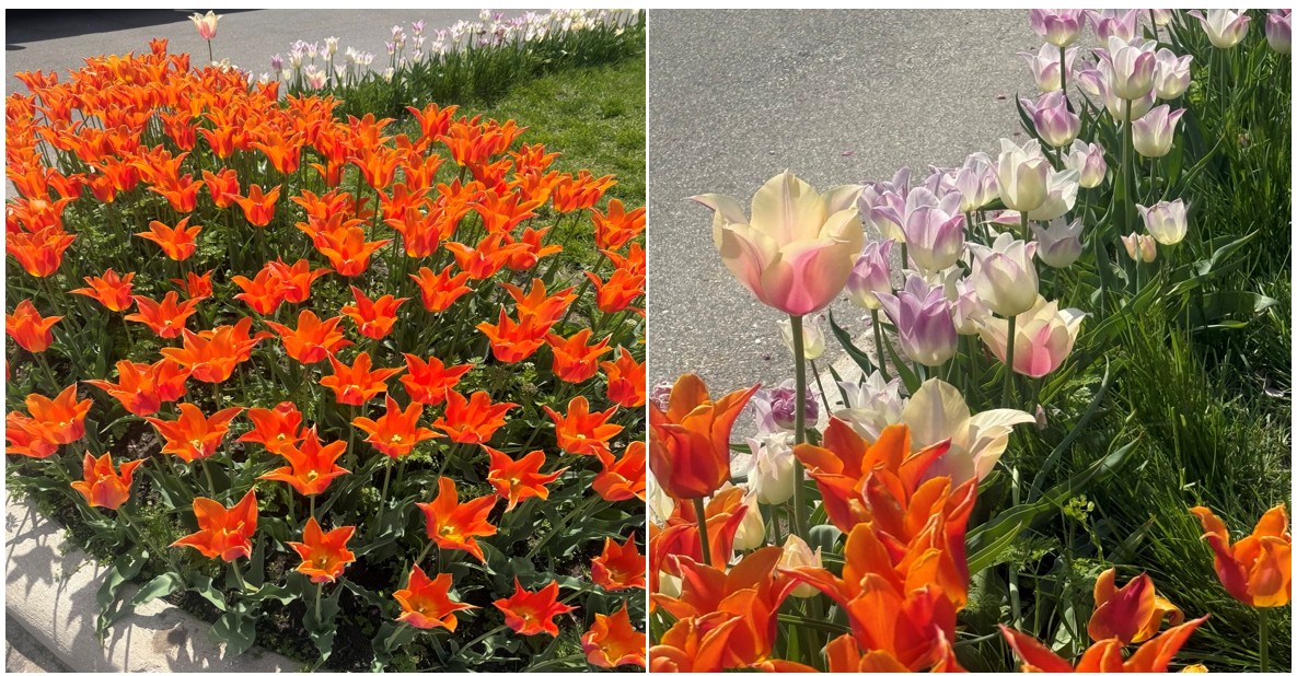 荷蘭市(Holland)Dunton Park盛開的各種鬱金香花。(卓靜/大紀元)