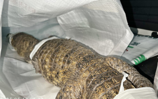 眼镜凯门鳄逛大街 民众恐慌饲主挨罚