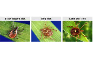 蜱虫活动高峰期到来 户外谨防叮咬致病