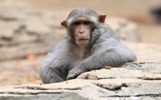 組圖：危地馬拉拉奧羅拉動物園巡禮