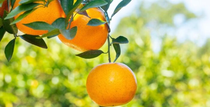 关于两种禁用食用色素你需要知道的事