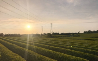 新竹的东方美人茶园 记录“茶中佳人”的风采