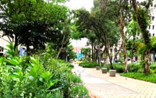 赏樱热点“育德园道” 中国医大师长带头认养