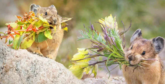 组图：可爱的美洲鼠兔还是位出色的花匠