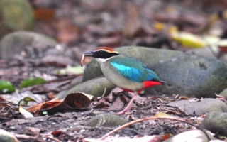 在林内龙过脉 追寻八色鸟与白腰鹊鸲的生态记事