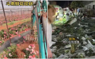 中国最惨“520” 鲜花滞销、价格崩盘