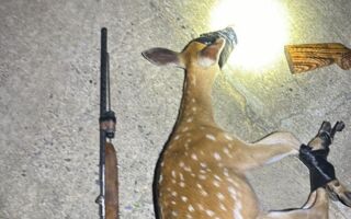 恒春半岛盗猎梅花鹿频传 保七警逮4人集团送办