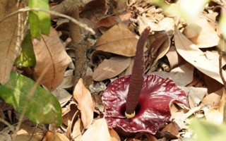 魔芋巡守计划 守护台湾特有种