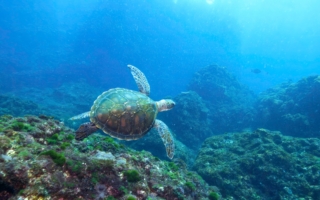凍得瀕死 稀有綠海龜獲救6個月後重歸大海