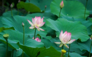 詩歌：夏晨