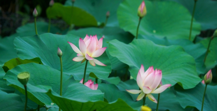 丈夫终于被妻子感化 认同“真善忍”