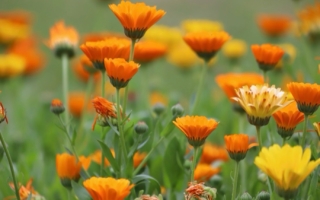 「太陽香草」金盞花的神奇療癒力