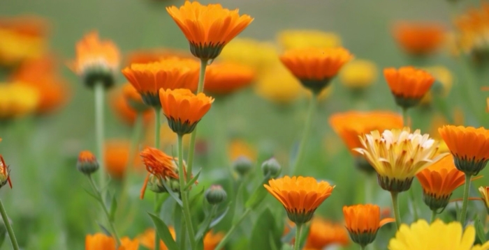 “太阳香草”金盏花的神奇疗愈力