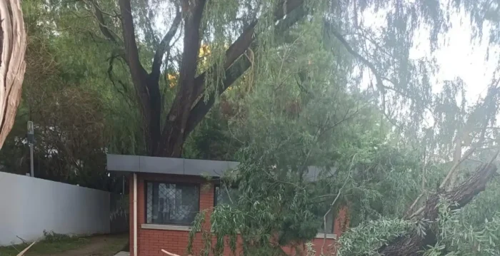 兰州大风 大树被拦腰刮断 自行车被刮飞