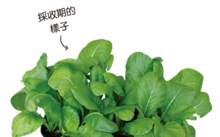 盆栽種「小松菜」好種易活又無農藥