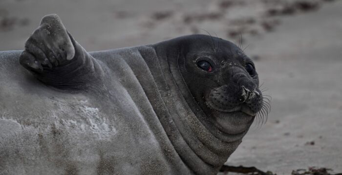 两吨重海豹在南非小镇逛大街 引民众围观